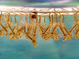 mosquito larvea under water