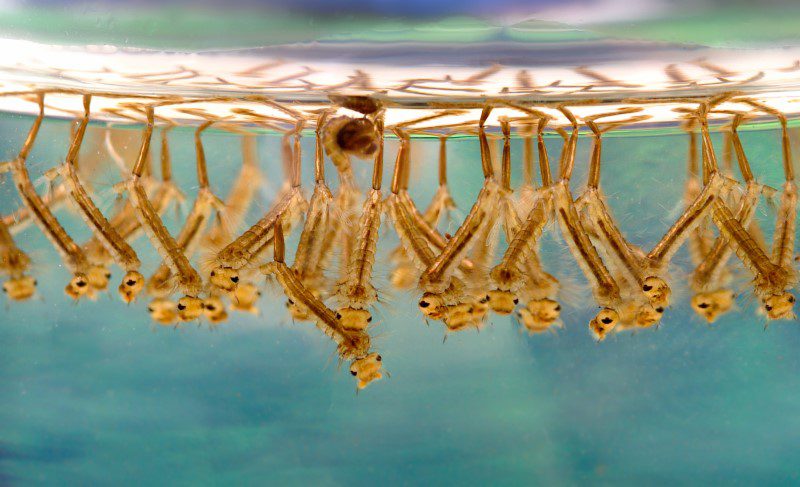 mosquito larvea under water