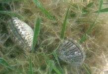 two scallops in water