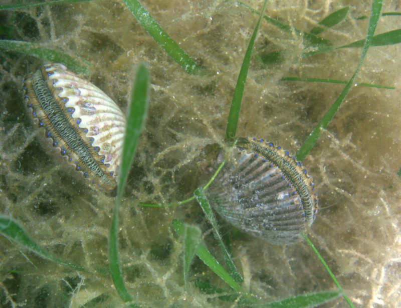 two scallops in water