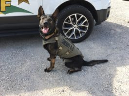 Dog with bullet proof vest