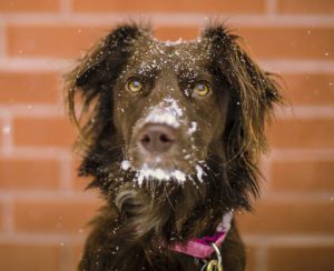 dog with snow on face