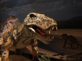 A t - rex is on display in a museum.