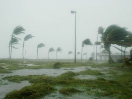 hurricane winds blowing through palm trees