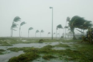 hurricane windes blowing through palm trees