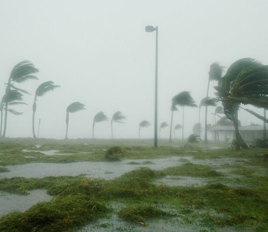 hurricane winds blowing through palm trees