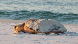 large turtle on beach