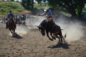 horse bucking while man on its back