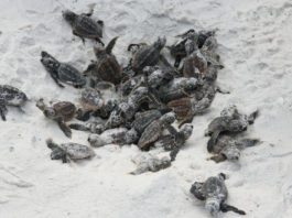 baby turtles in white sand