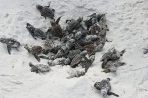 baby turtles in white sand