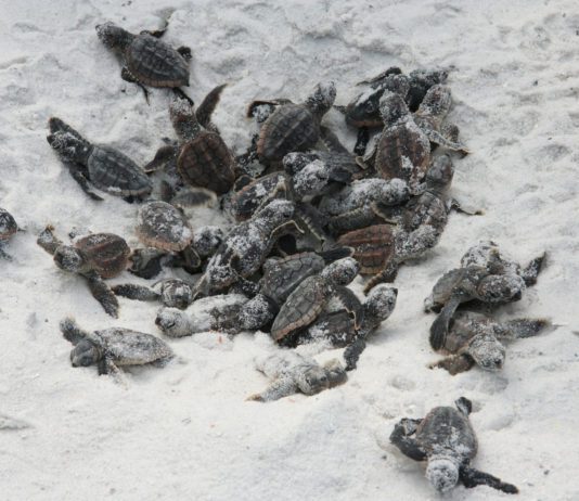 baby turtles in white sand