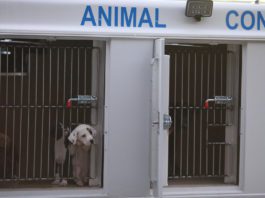 A dog in a kennel.