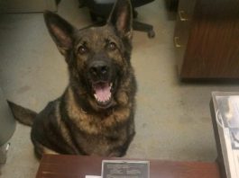 German Sheppard poses with some of her narcotics finds.
