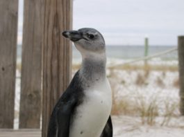 penguin close up