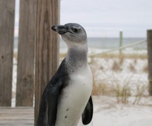 penguin close up