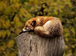 wild fox sleeping on a wood stump