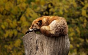 wild fox sleeping on a wood stump