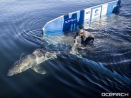 shark handler tagging a shark while in the water