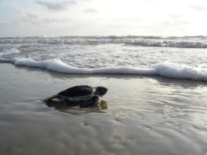 sea turtle on beach walking toward water