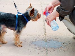 small dog being given water