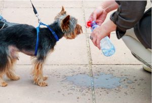 small dog being given water