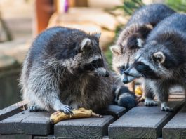 Three raccoons eating bananas on a wooden bench.