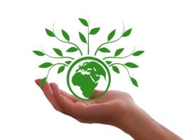 A woman's hand holding a green globe with leaves on it.