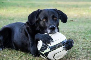 dog holding a soccer ball