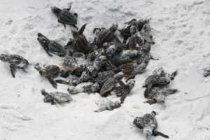 baby sea turtles on the beach