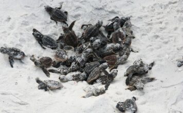 La temporada de anidación de tortugas marinas comienza hoy, 1 de mayo ~ Sea Turtle Nesting Season Kicks Off Today, May 1 baby sea turtles on the beach