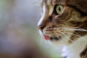 cat with its tongue sticking out