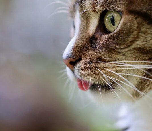 cat with its tongue sticking out