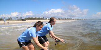 Two turtles being released at a beach