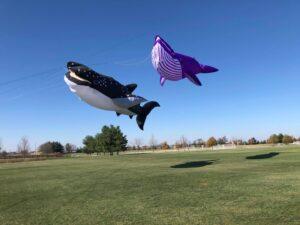 Large kites flying over park