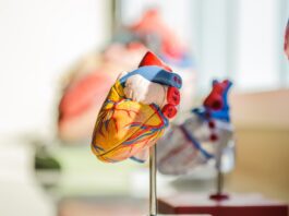 Model of a heart in a classroom
