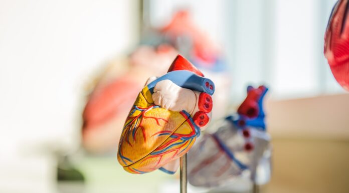 Model of a heart in a classroom