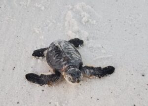 Sea turtle in the sand