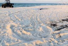 turtle tracks on beach