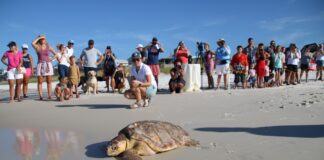 Sea turtle at beach with onlookers in background