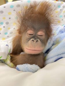 Baby orangutan from Gulf Breeze Zoo