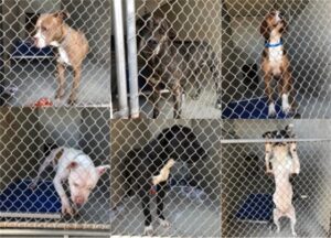 Dogs in animal shelter cages