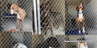Dogs in animal shelter cages