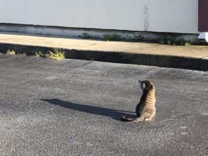cat looking at its shadow
