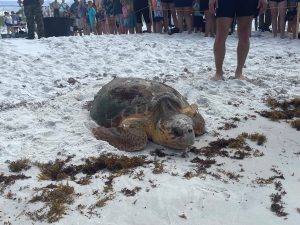 Turtle on the beach