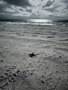 Newborn leatherback turtle waking toward water on beach