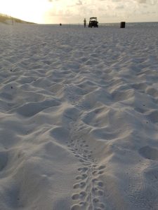 turtle tracks on beach