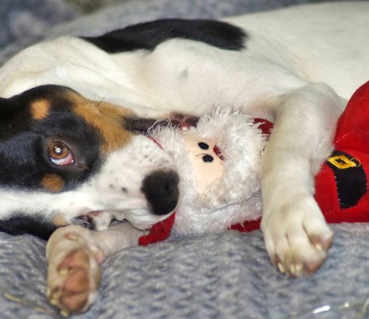 Small dog hugging a santa claus doll