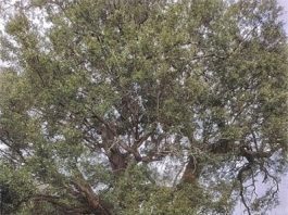 Oak tree
