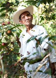 indigenous man examines crops
