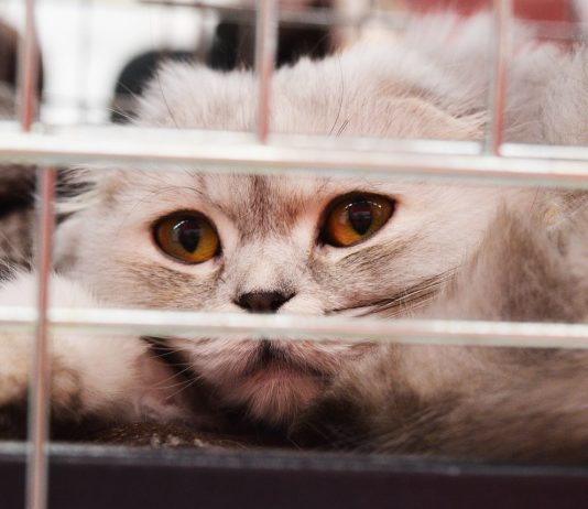 Cat in a kennel